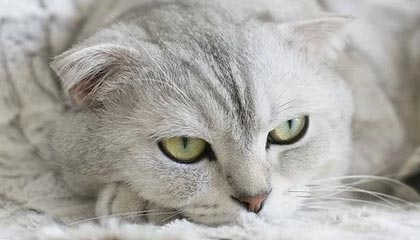 爱游戏下载-冬季重赛决定争冠球队与降级球队未来走势，冬季赛事项目